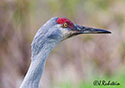 Grus canadensis